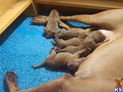 HOF Hodags Hunter Sired Puppies