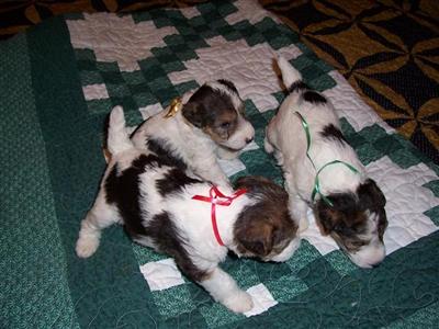 AKC Wire Hair Fox Terriers