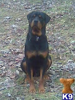 Diesel Ace Workman Vandevender