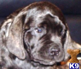 AKC English Mastiff Puppies