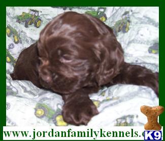 AKC American Cocker Spaniel Puppies  Chocolates