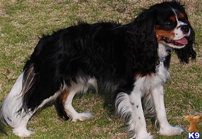 GNF judge samson