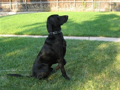 Duke the Black Knight III