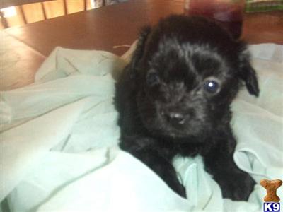 Female shih poo chocolate colored shih-tzu poodle free delivery