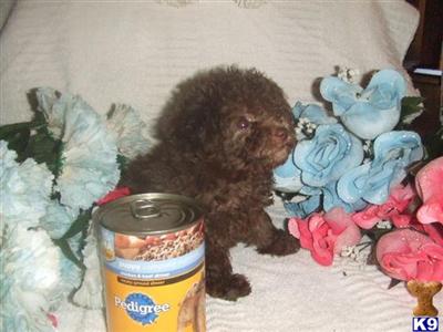 Teacup chocolate male poodle puppy free delivery