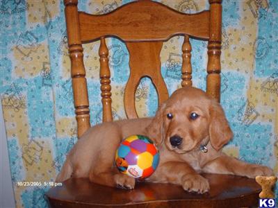 AKC Golden Retrivers Pups