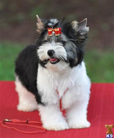 Biewer Yorkshire Terrier Boy 13weeks