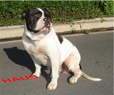 HAUS Son of RHINO of PARPART KENNELS