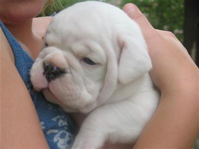 Junkyard Bulldogs of Idaho