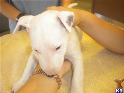 Bull Terrier female