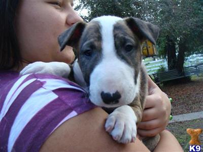 Bull Terrier male