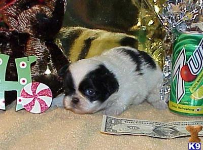 Beautiful Party Pekingese Puppies Ready For Christmas