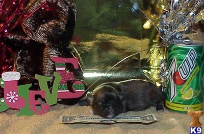 Tiny Toy Pekingese Puppies Ready For Christmas Champion Bloodlines FREE SHIPPING