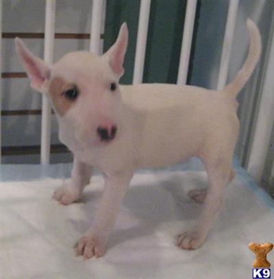 BULL TERRIER PUPPIES - FOUR YEAR HEALTH GUARANTEE