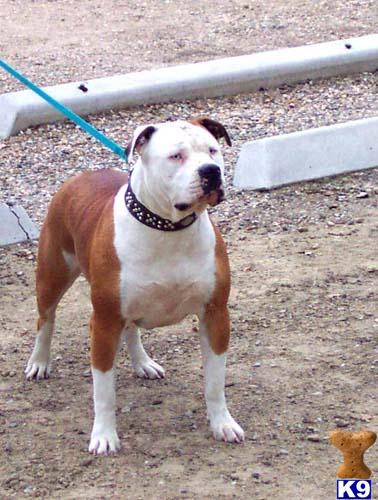 3 Female American Bulldogs Puppies