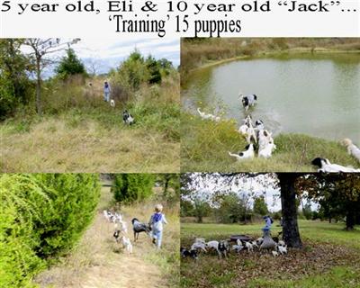 Breeding Stock