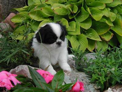 Michigan AKC No Doggie Odor Low Maintance Coat.