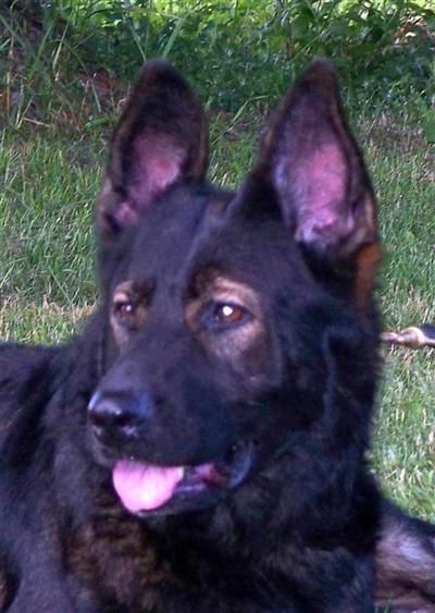 Dark SablesBlack/Reds AKC in Michigan