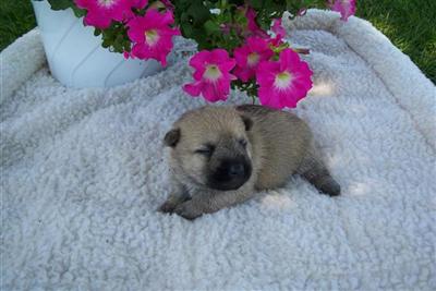 AKC Cairn Terrier pup Healthy Vet CkdCleanFriendyNo Doggie Ordor.  l