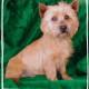 Buddy AKC Proven Stud.