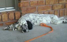Champions sired English Setter puppies