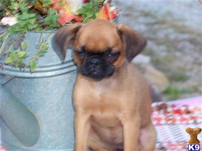 Brussels Griffons puppies