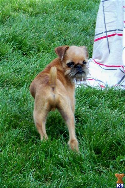Akc male Barcus