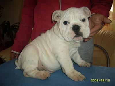 English bulldog puppy for sale