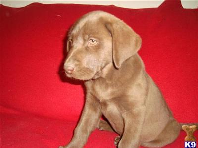 AKC Chocolate Labs Puppies