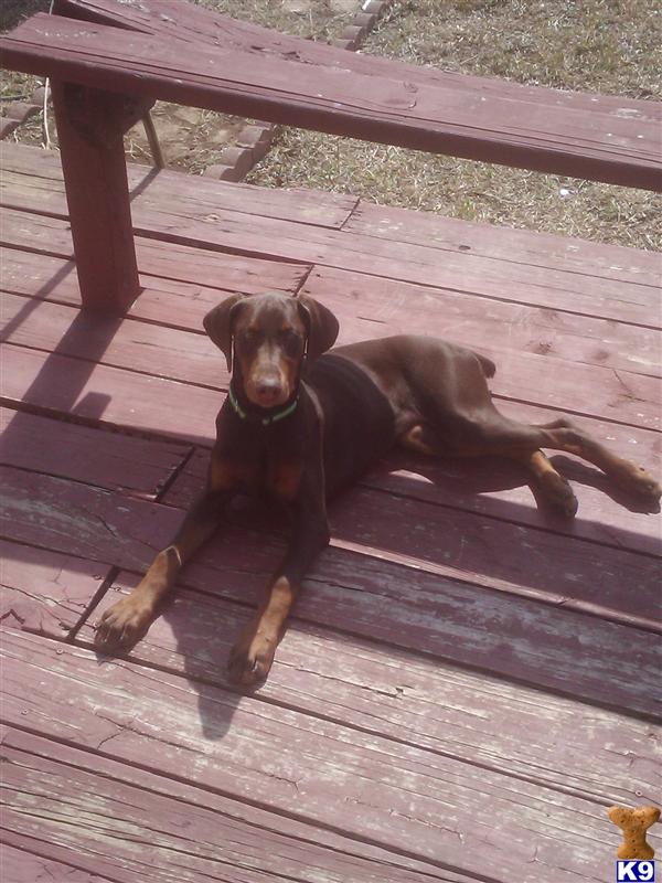 Red Doberman Pinscher Puppy