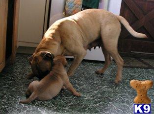 AKC Bullmastiff Puppies Cute Cuddly Champion Lines