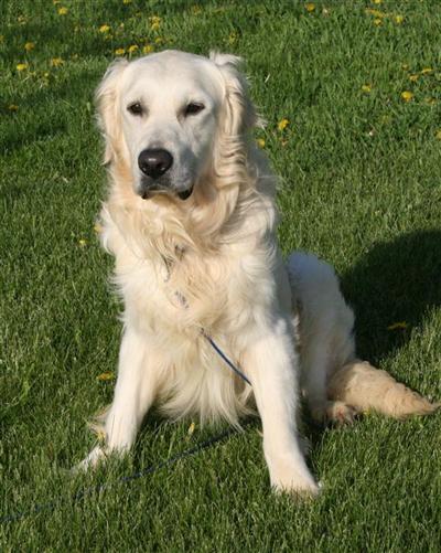 English/American Golden Retrievers