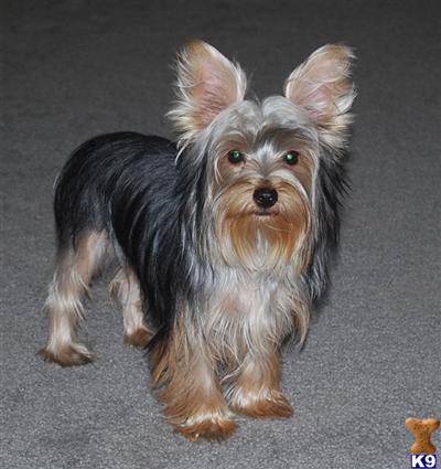 TEACUP YORKIE AKC YORKSHIRE TERRIER FEMALE
