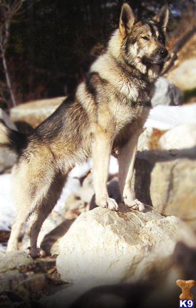Wolf-Hybrid puppies available