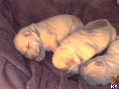 puppies for sale 