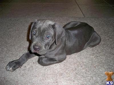 Neo Mastiff Pups