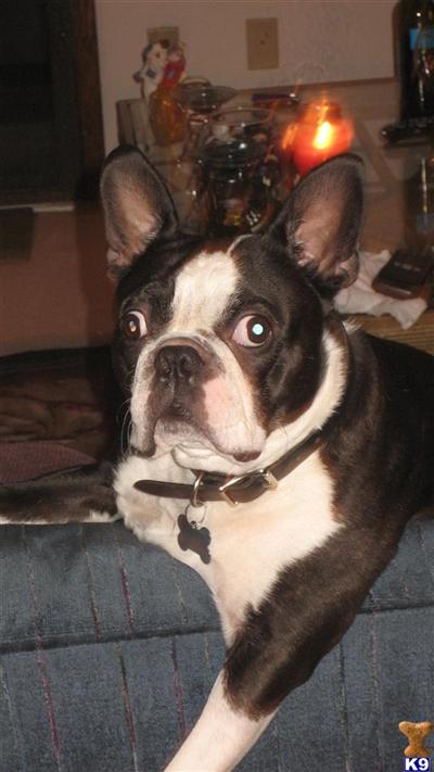 Winston