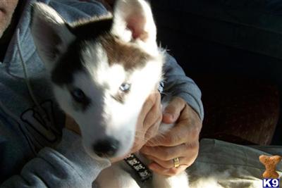 2 male pups left 