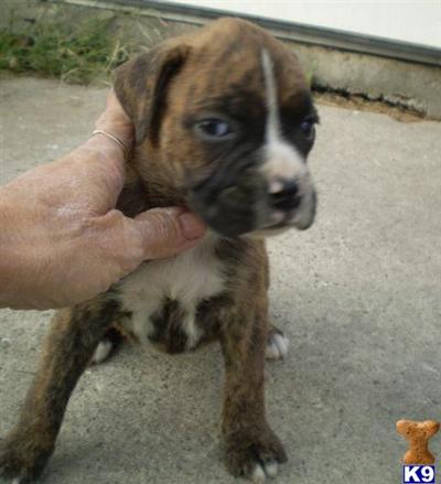 AKC Christy