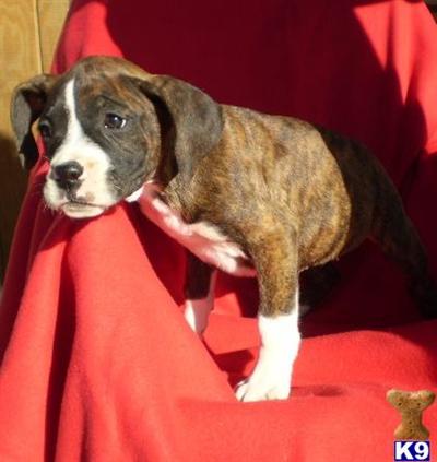 AKC Angelina