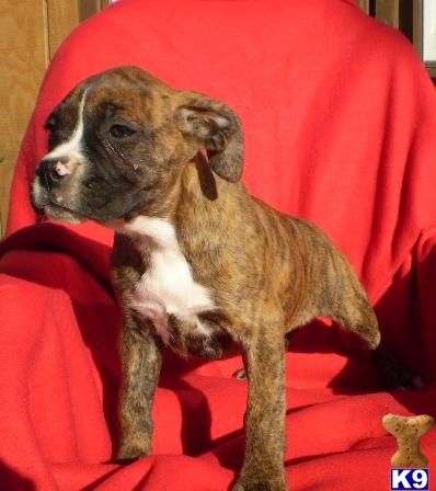 AKC Christy