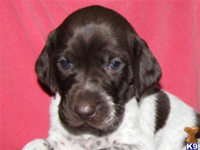 German Shorthaired Pointer puppies