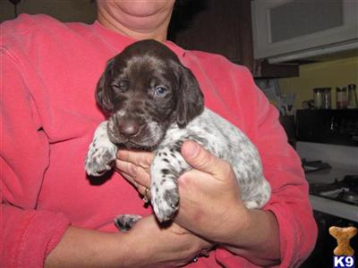 German Shorthaired Pointer puppies