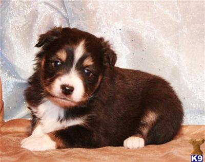 Foxys blk-tri female