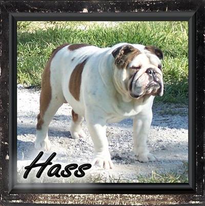Spotted Hassenpfeffer AKA Hass