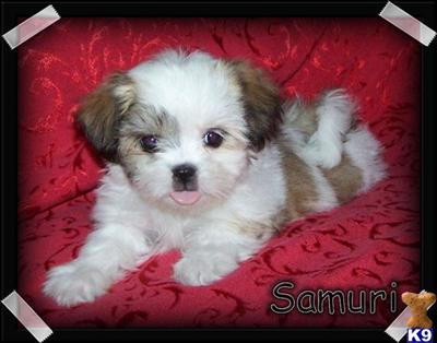 Samuri/Malshi