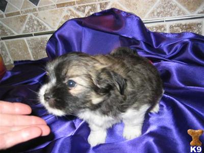 Shih Tzu / Pomeranian Male Puppies
