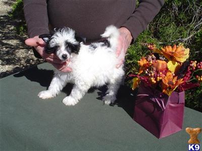 POWDERPUFF FEMALE CHINESE CRESTED