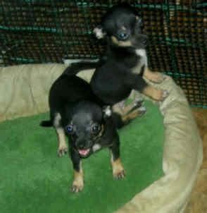 AKC Chihuahua Puppies