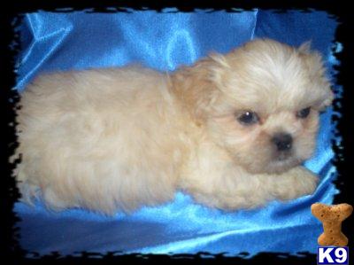  Shih tzu male puppies
